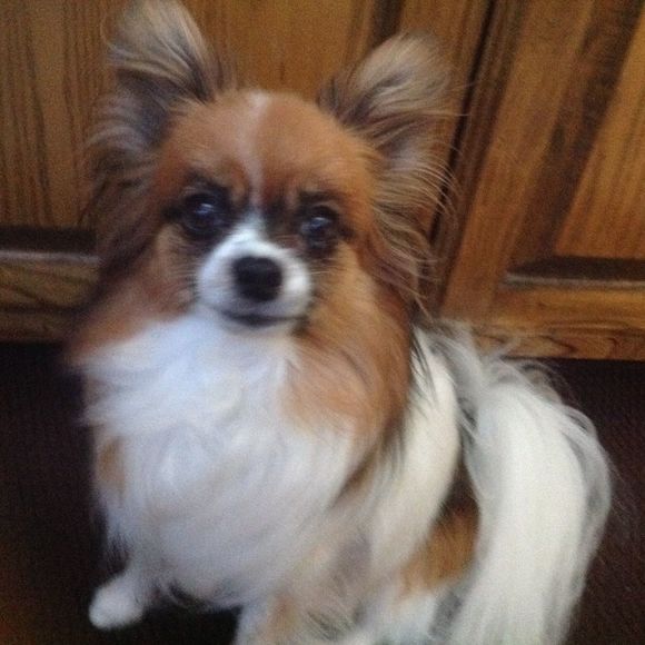 Meet your Posher, Nancy - Picture 1 of 1